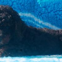 Cuccioli di barboncino Phantom