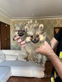 Spitz di Pomerania