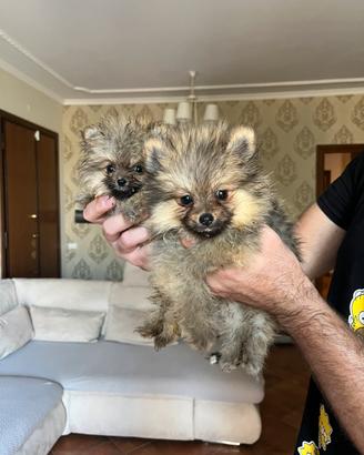 Spitz di Pomerania