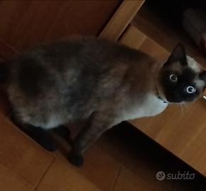Gattina siamese
