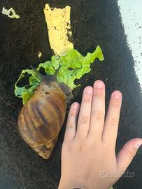 Chiocciole africane Achatina achatina