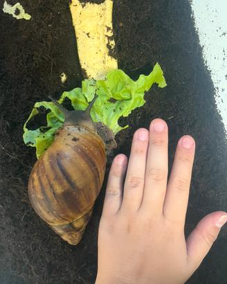 Chiocciole africane Achatina achatina