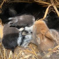 Coniglietti nani testa di leone