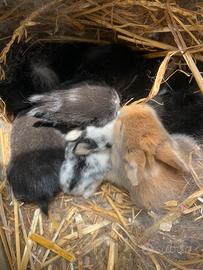 Coniglietti nani testa di leone