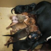 Cuccioli di Zwergpinscher (Pinscher Nano)