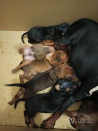 Cuccioli di Zwergpinscher (Pinscher Nano)