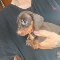 Bassotto cioccolato maschio