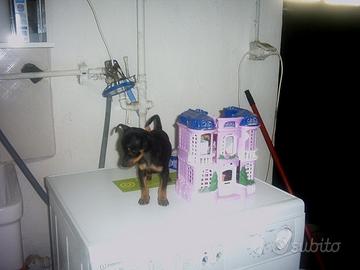 Cuccioli Pinscher vero toy