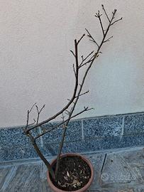 Pianta di castagno