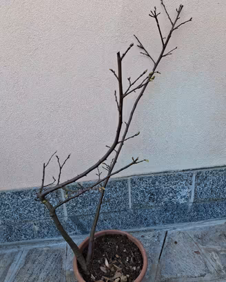 Pianta di castagno