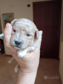 Maltipoo maschi