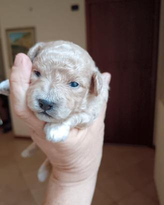 Maltipoo maschi
