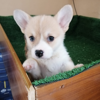 Welsh Corgi Pembroke