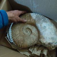 fossile ammonite