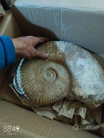 fossile ammonite