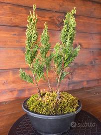 Bonsai boschetto di cipressi toscani.