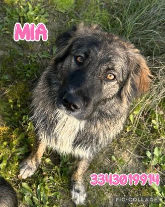 Mia: taglia media giocosa e allegra