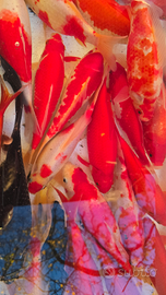 Pesci laghetto acquario