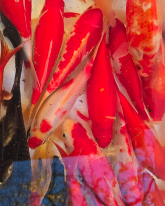 Pesci laghetto acquario