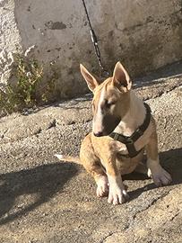 Cucciola bull terrier