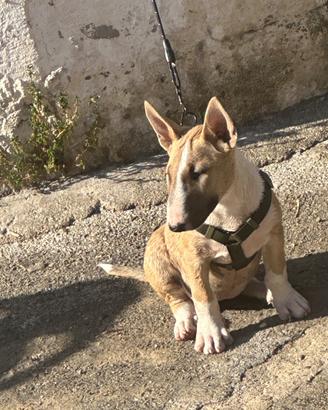 Cucciola bull terrier