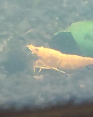 Neocaridine Gold dream