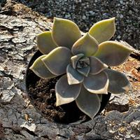 Graptopetalum Paraguayense