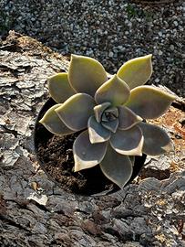 Graptopetalum Paraguayense