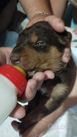 Cucciolandia 