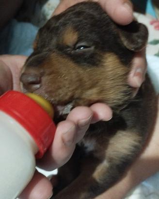 Cucciolandia 