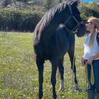 Cavallo Puro Sangue Inglese - anni 5 - M Intero
