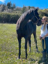 Cavallo Puro Sangue Inglese - anni 5 - M Intero