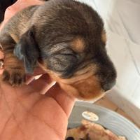 Bassotti a pelo duro