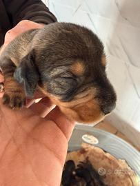 Bassotti a pelo duro