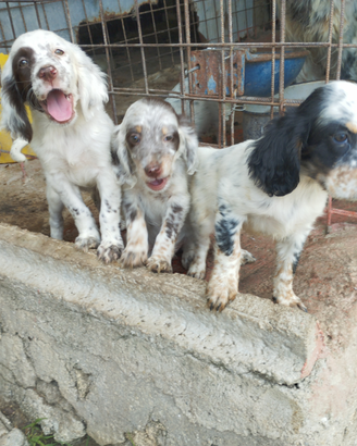 Setter