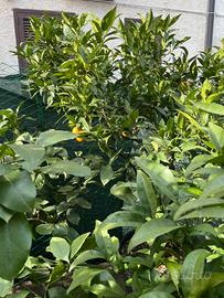 Piante di agrumi vari