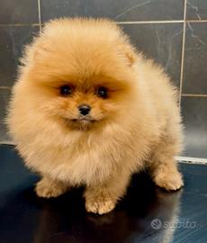 Pomerania Spitz Toy nano