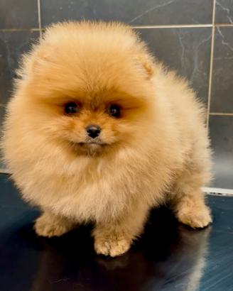 Pomerania Spitz Toy nano