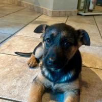 Maschio e femmina figli di pastore tedesco