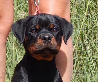 rottweiler cucciola 