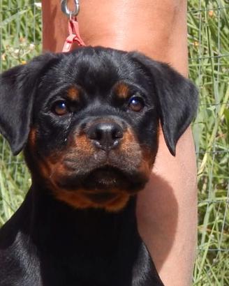 rottweiler cucciola 