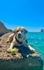 Labrador x monta