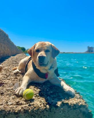 Labrador x monta