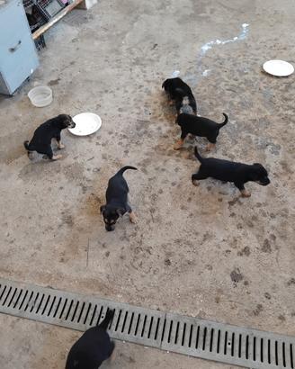 Cuccioli pinget