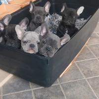 Cuccioli di bulldog varie colorazioni