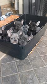 Cuccioli di bulldog varie colorazioni