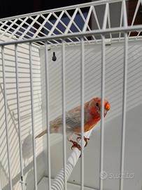 Ciuffolotti messicani