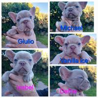 Cucciolo bulldog francese esotico