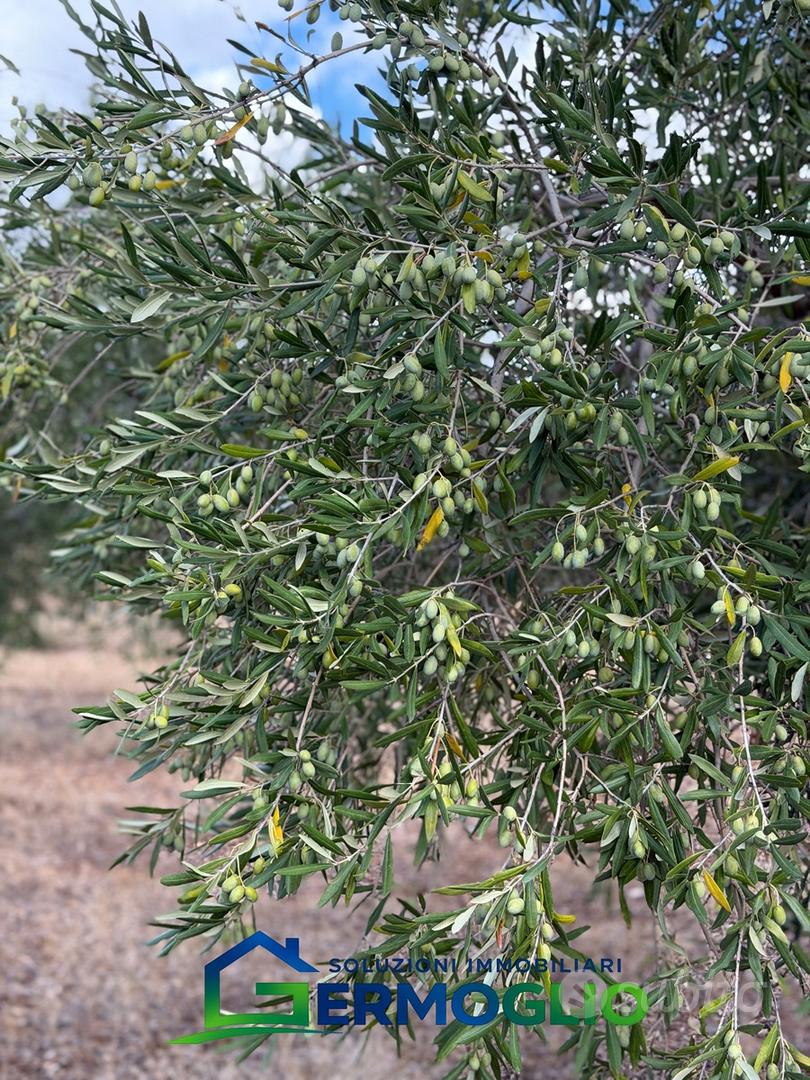 Terreno Uliveto Ruvo di Puglia - Vista 2