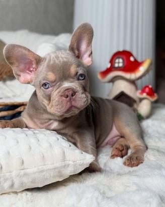 BULLDOG FRANCESE CUCCIOLI - FRENCH BULLDOG puppy